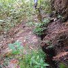 Plants: image 155 Of 208 Thumb